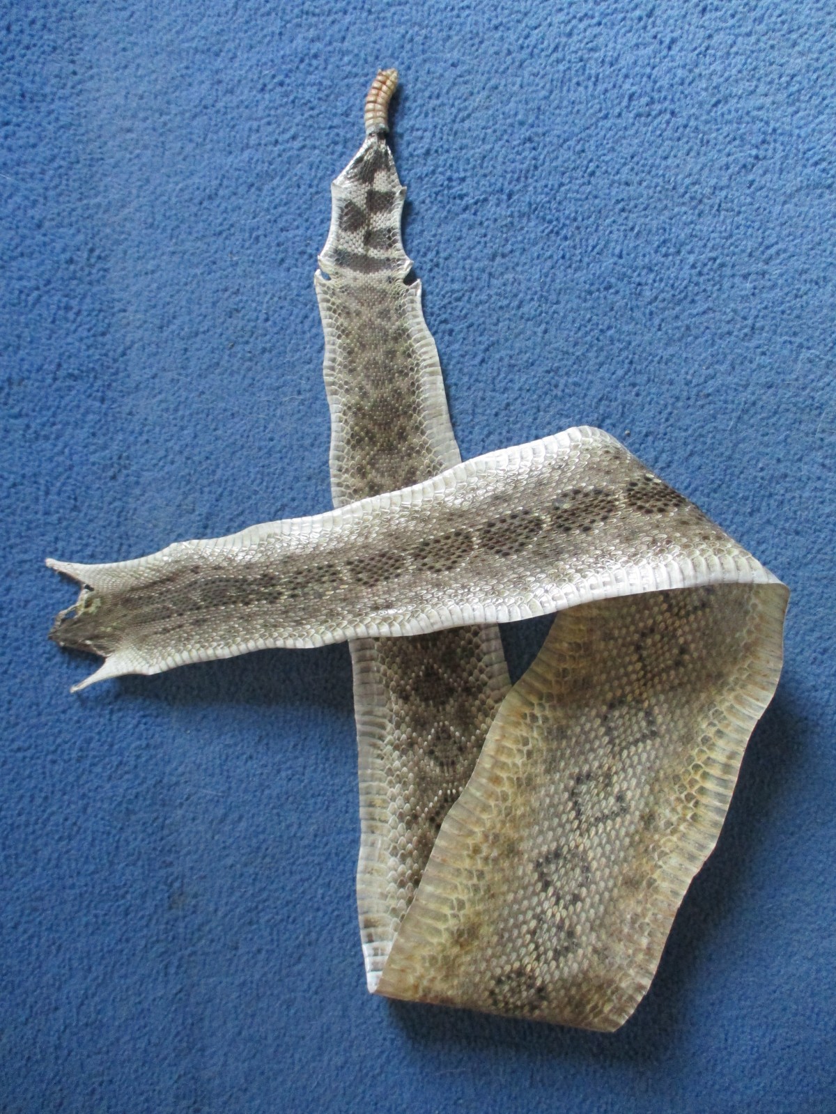 rattlesnake skin diamond back rattle snake skin DRY TANNED wrap blanks 53 in. P2