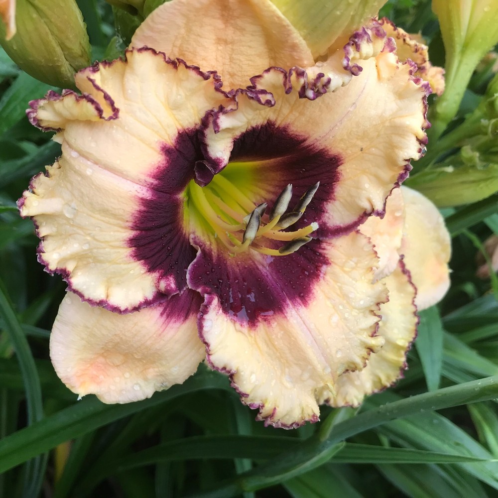 Assorted Daylilies, Mixed Daylilys, perennial's return every year multiplying
