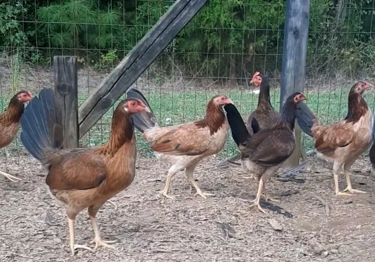 24 Chicken Hatching Eggs