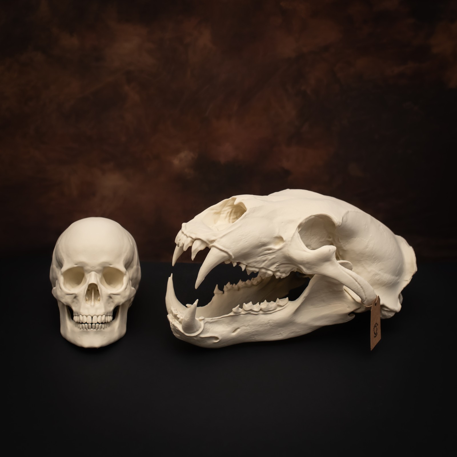 Life-Size 3D Polar bear Skull – unpainted bone colour Fossil Replica