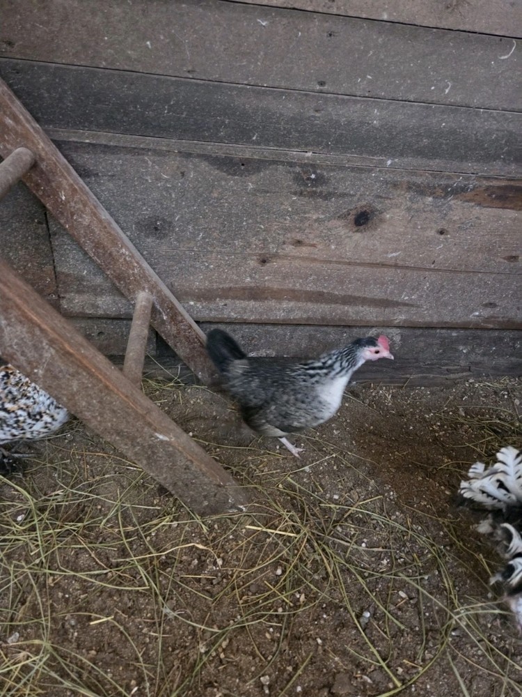 12 Plus Serma Hatching Eggs!