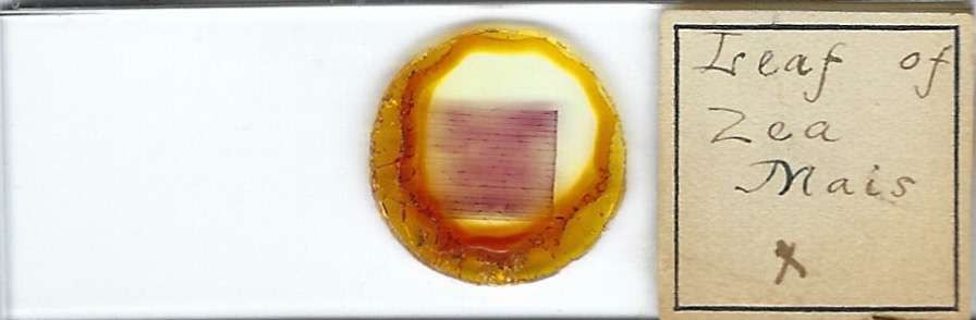 Zea mays Leaf Microscope Slide