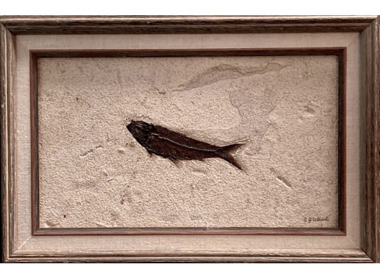 Original C.J. ULRICH Fossil fish signed