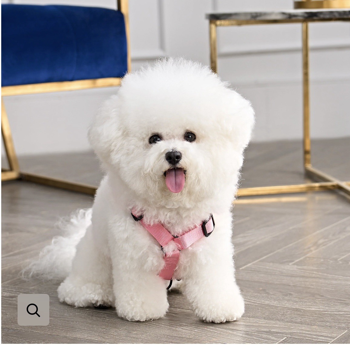 Juicy Couture Pink Rhinestone Crown Dog Harness & Leash Set XS - NEW