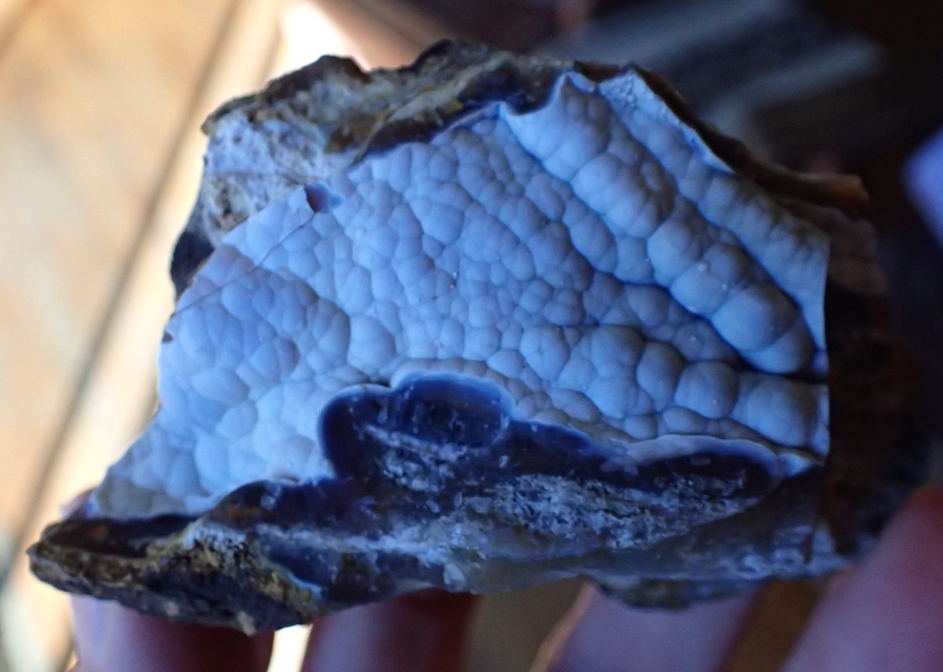 Botryoidal Fossil Coral Geode Fragment GA Agate Amber Display Sea Specimen WC40