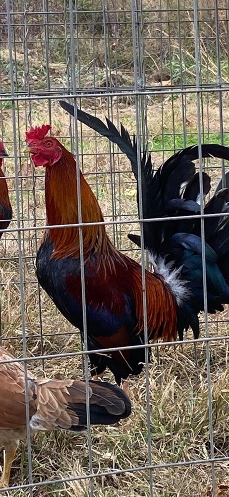 “Hatching Eggs”-for Sale Chicken