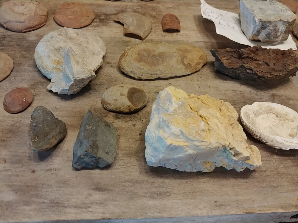 Fossil Lot 34 Total Pieces