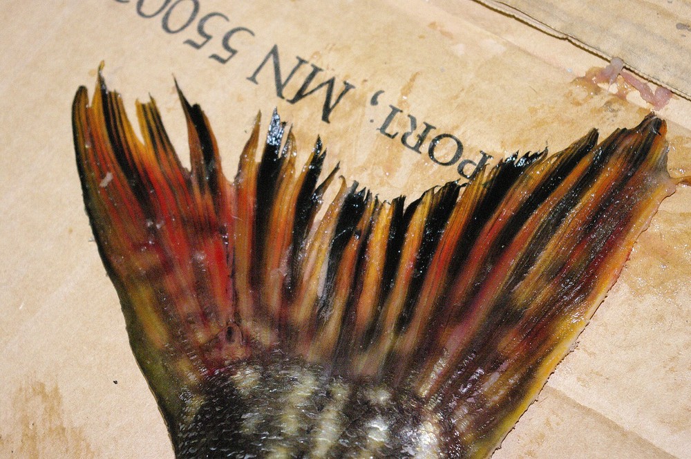 Pike Taxidermy Reference Photo Cd
