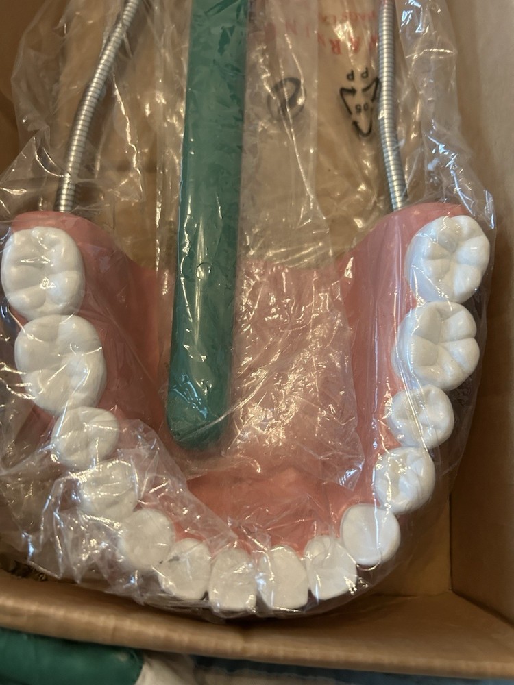 Oversized Dental Demonstration Model Includes Large Tooth Brush & Hinged Gums