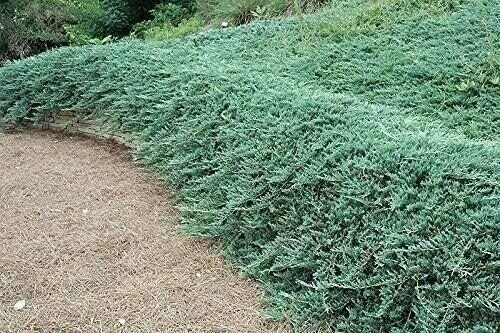 Juniper Bar Harbor | 4 Inch | Juniperus horizontalis | Groundcover