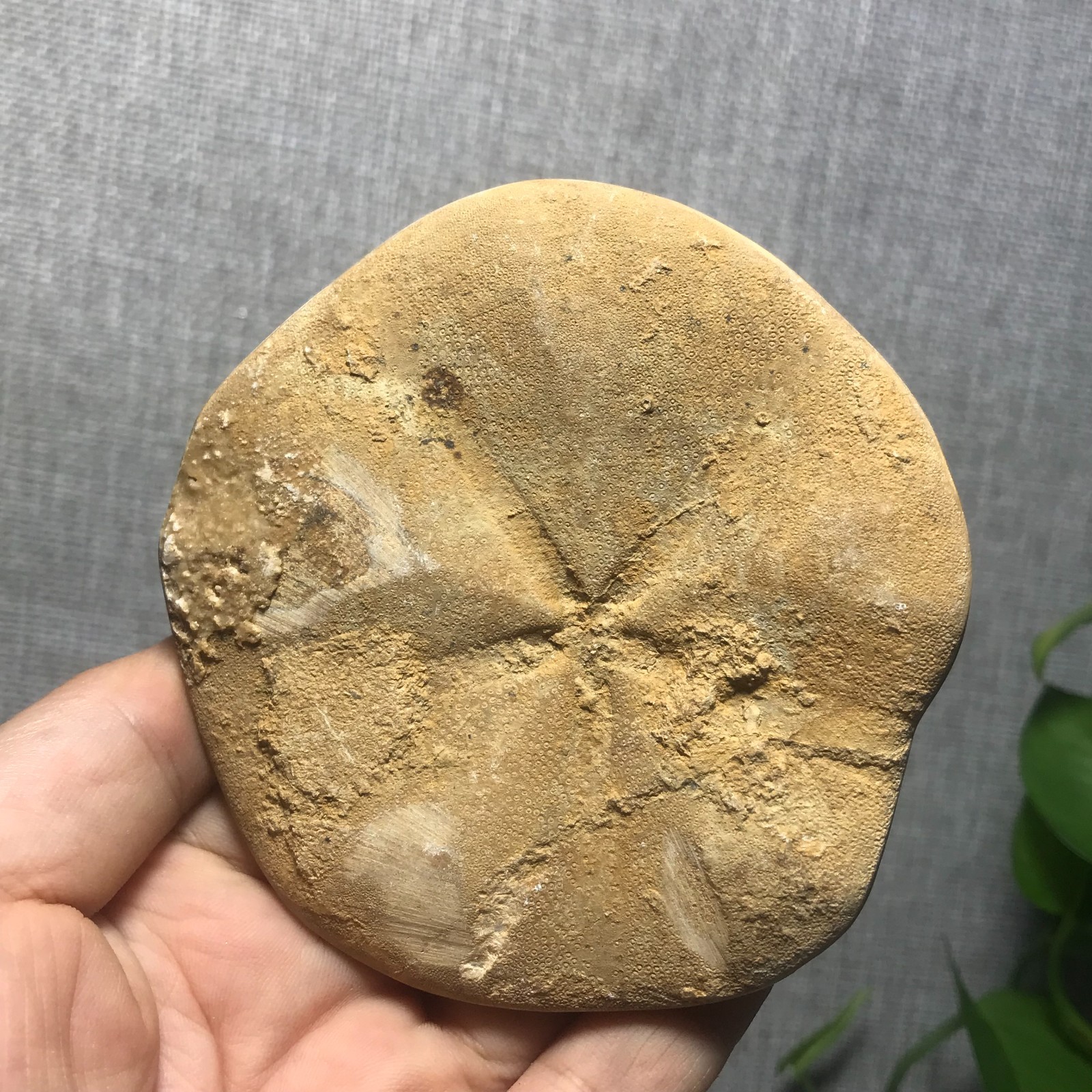 207g Starfish Crystal Specimen 16