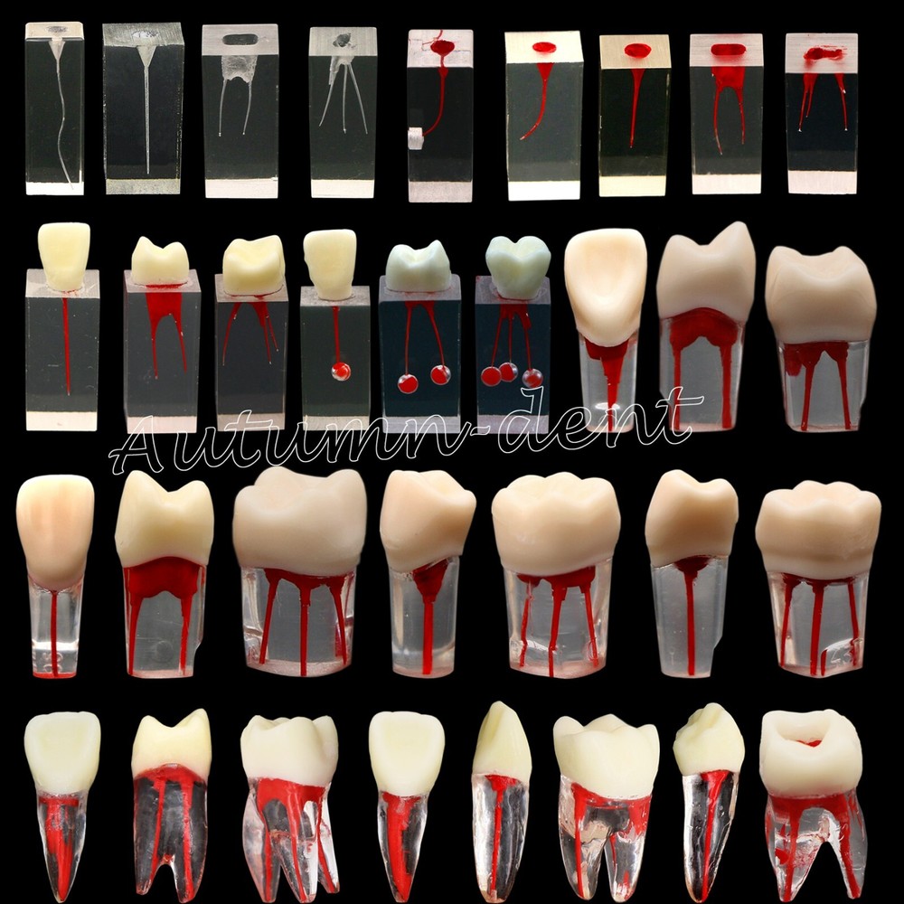 10Pcs Dental Root Canal Teeth Study Model Endodontic Rotary Files Practice Block