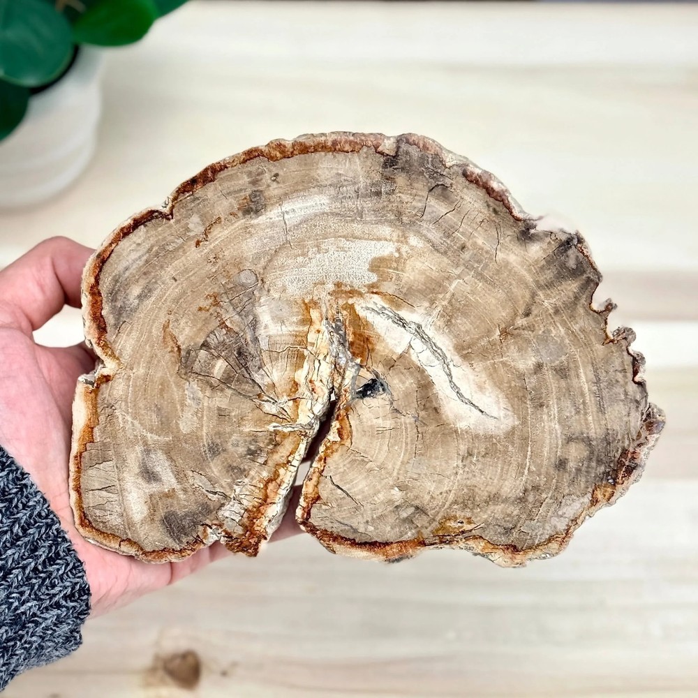 Petrified Wood Slab A