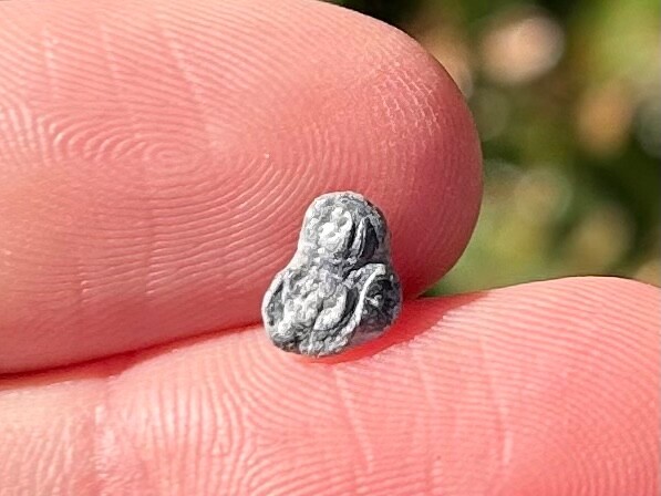 Fossil Trilobite Peronopsis interstrictus Utah Cambrian Age Bug