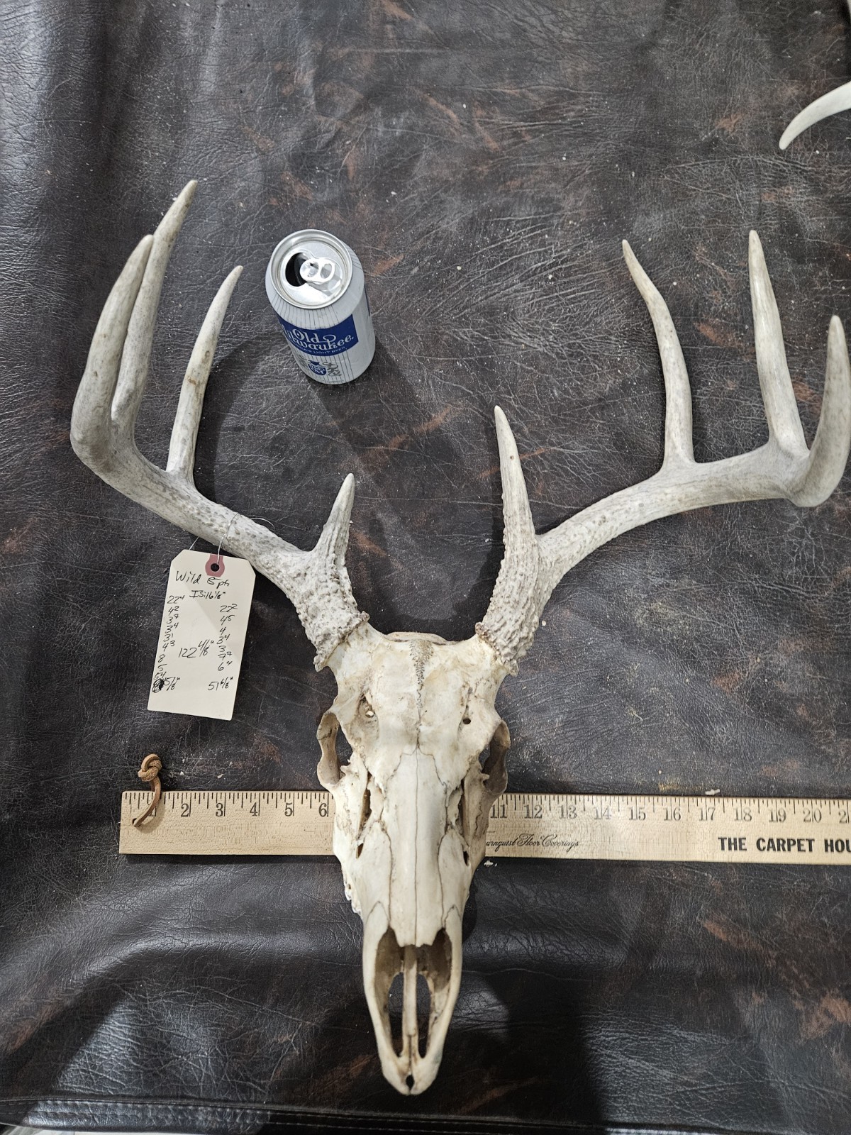 Wild 8 Point Whitetail Deer Antler Rack Horn European Skull Mount Man Cave 122"