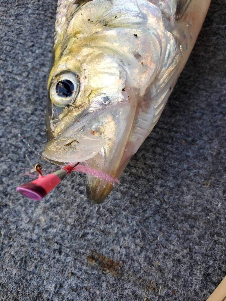 SHAD DARTS, 25 TIN, 1/16 OZ.