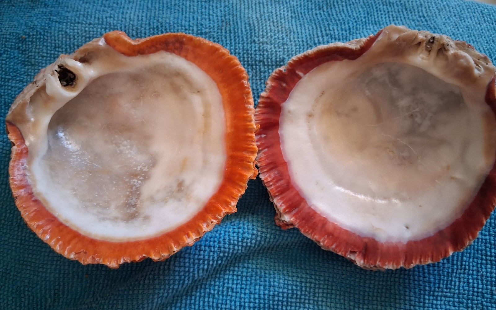 Spiny Oyster Two Half Shells 1 Incredible Orange 1 Amazing Red Approx 4 Inches
