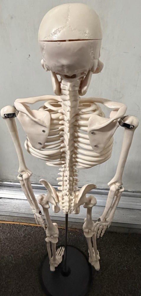 Scientific Anatomical Skeleton Model