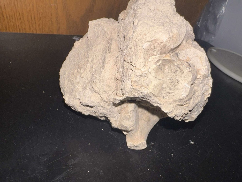oreodont skull