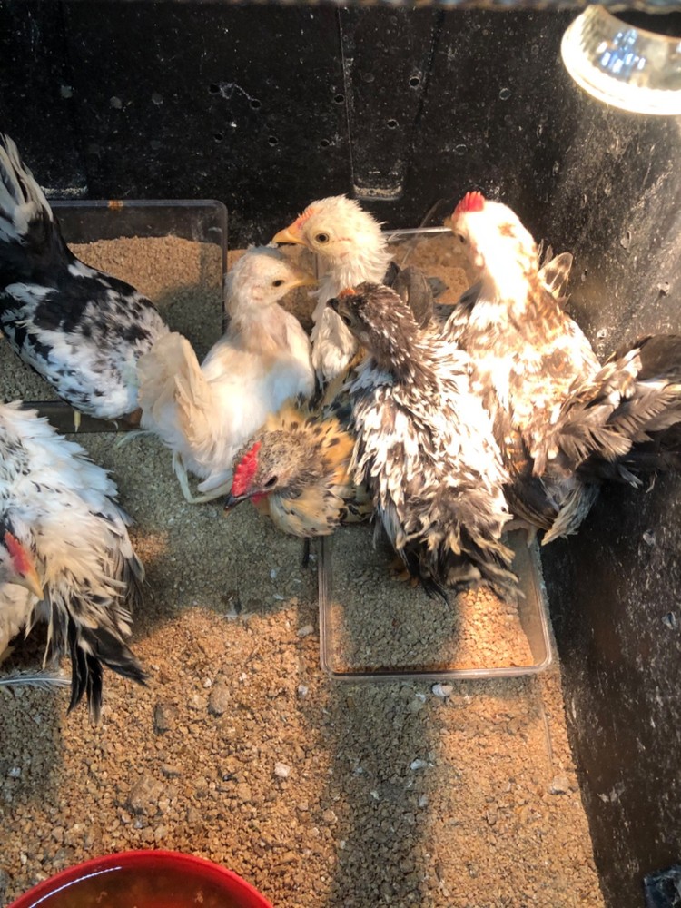 12 Clean Serama Hatching Eggs, Micro, A & B Types / Malay/Trad