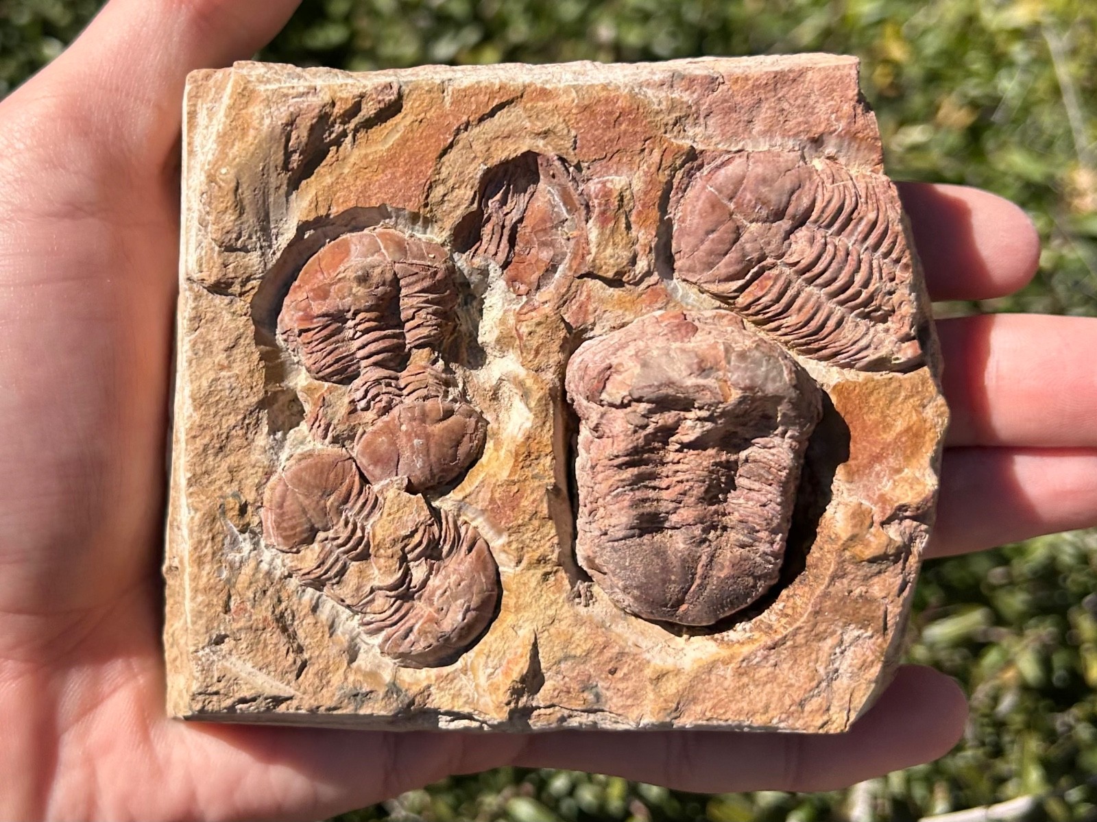 China Fossil Trilobites Multi Plate Ductina vietnamica Devonian Bugs in Matrix