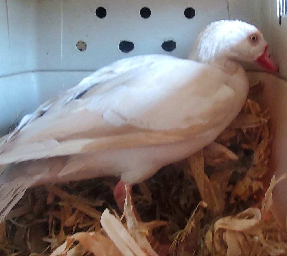 12 Egyptain Geese Hatching Eggs