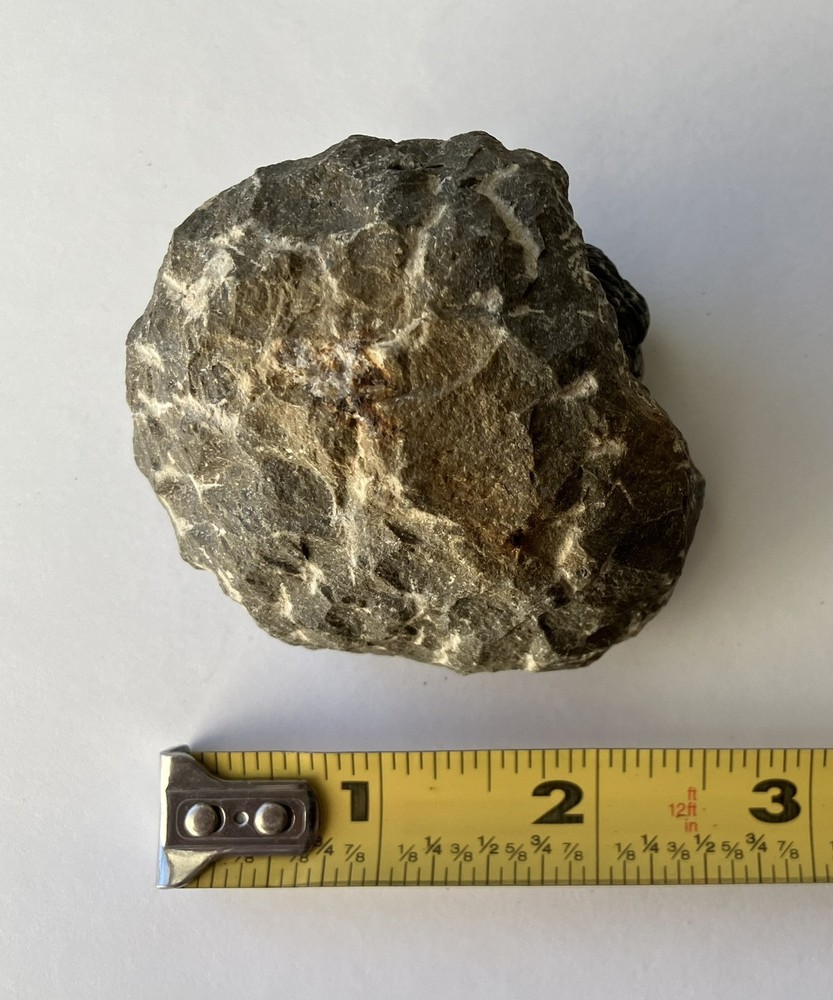 Pre-historic Phacops Trilobite Fossil