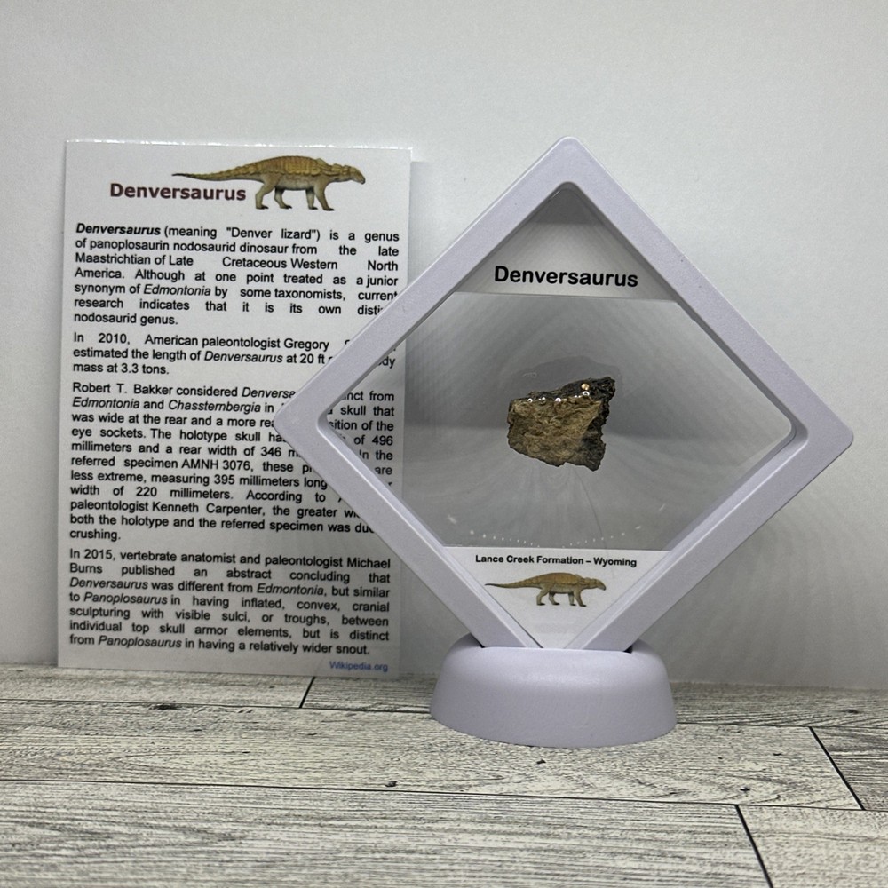 Denversaurus Extinct Dinosaur Partial Armor Scute Fossil in Display Case