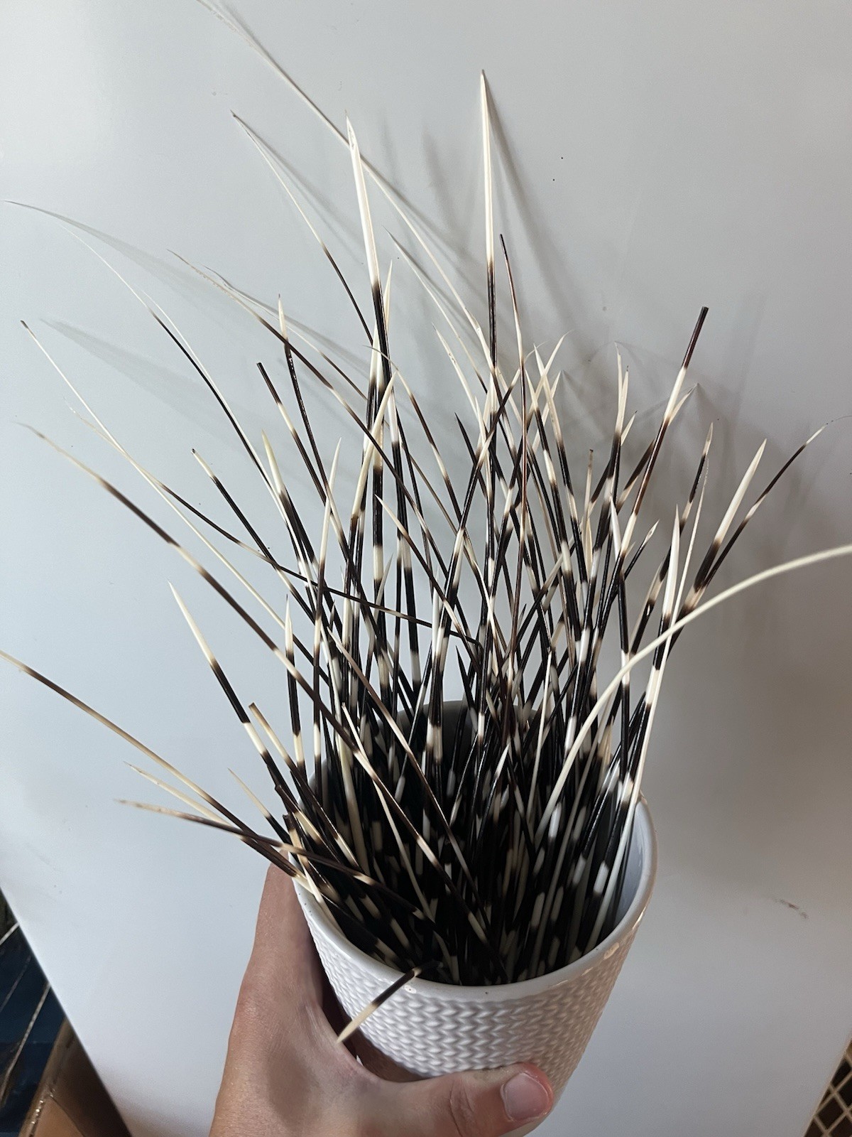 Long Thin African Crested Porcupine Quills Naturally Shed Oddity