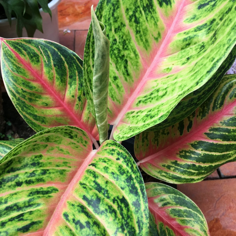 AGLAONEMA MOON LIGHT