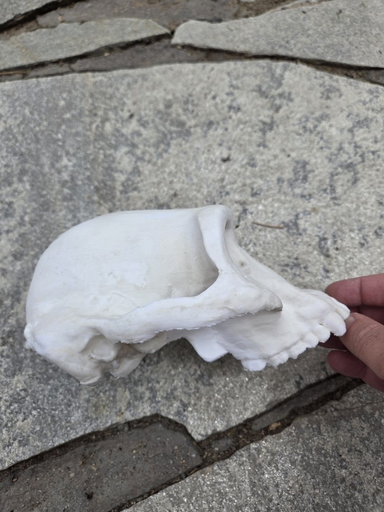 Australopithecus Afarensis Skull High Precision Replica Full Size