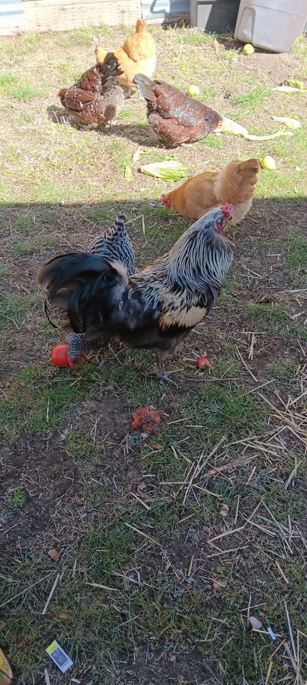 14 Hatching Chicken Eggs Plus 2 Ducks Eggs