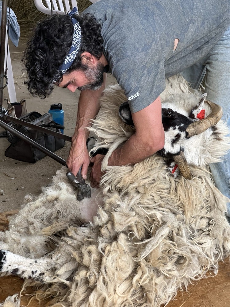 Raw Sheep Wool From Our Scottish black face Sheep