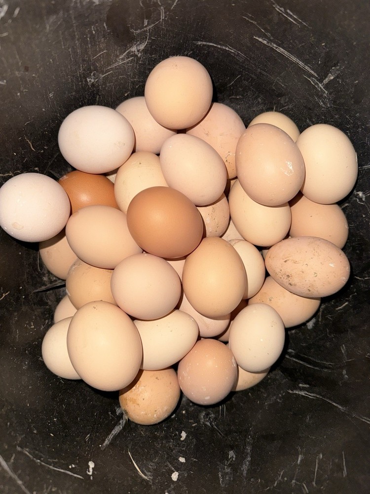 SURPRISE Mixed Chicken, Duck, Goose hatching eggs
