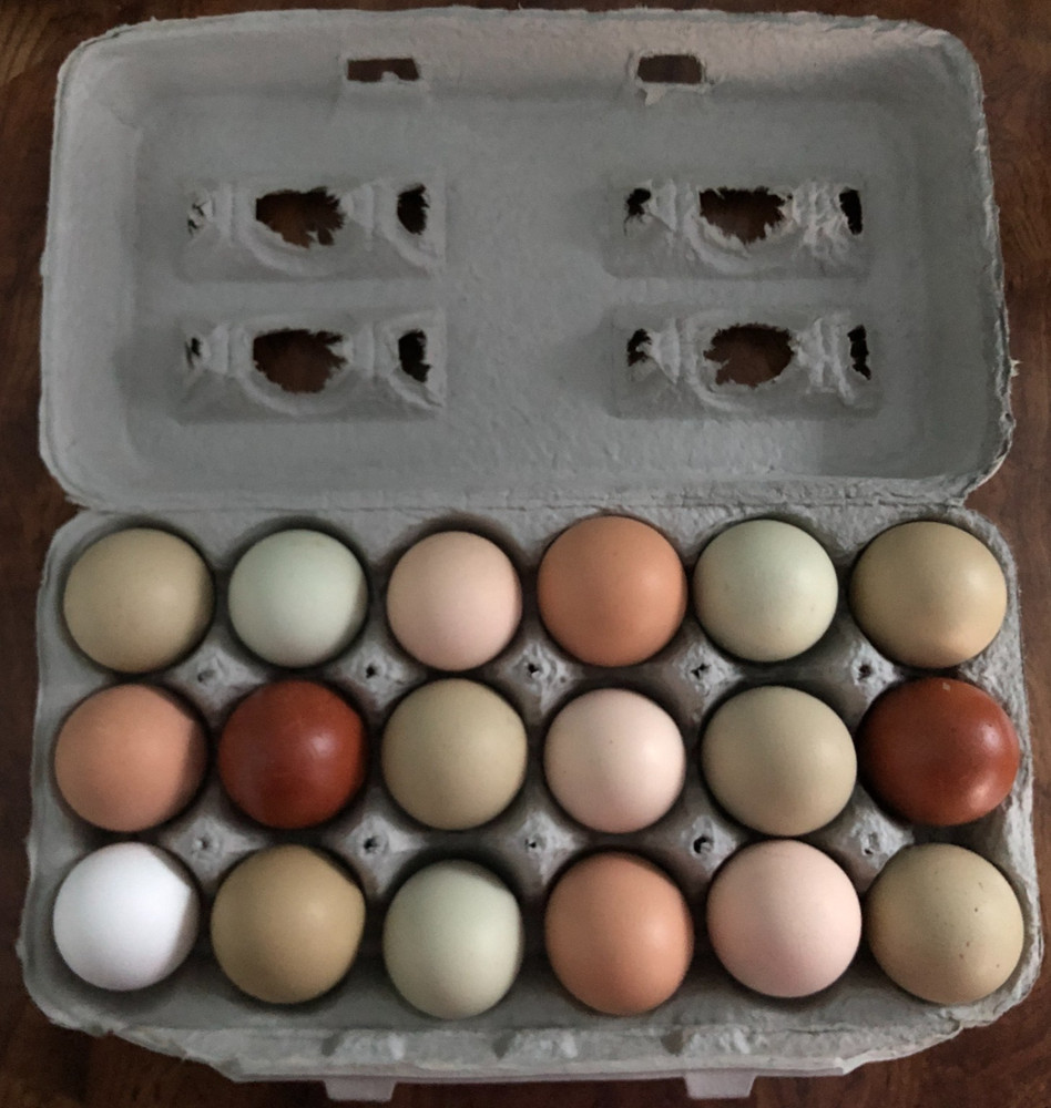 16 Fertile Chicken Hatching Eggs Barnyard Mix/Crested/Easter/Rare Breed Possible