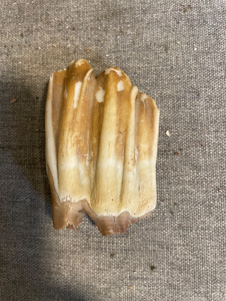 ice age horse tooth