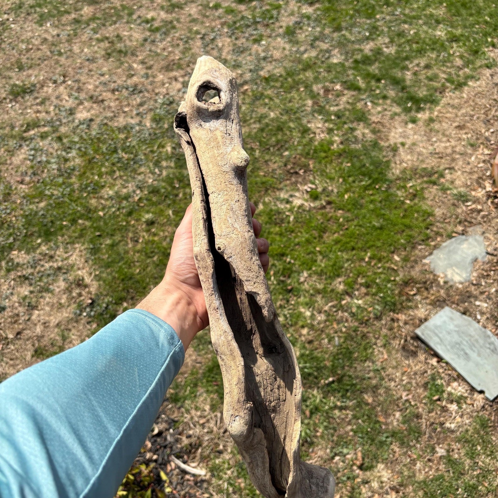 Lightweight Hollow Driftwood 22x4x8 – Sculptural Wood Natural Holes Aquarium