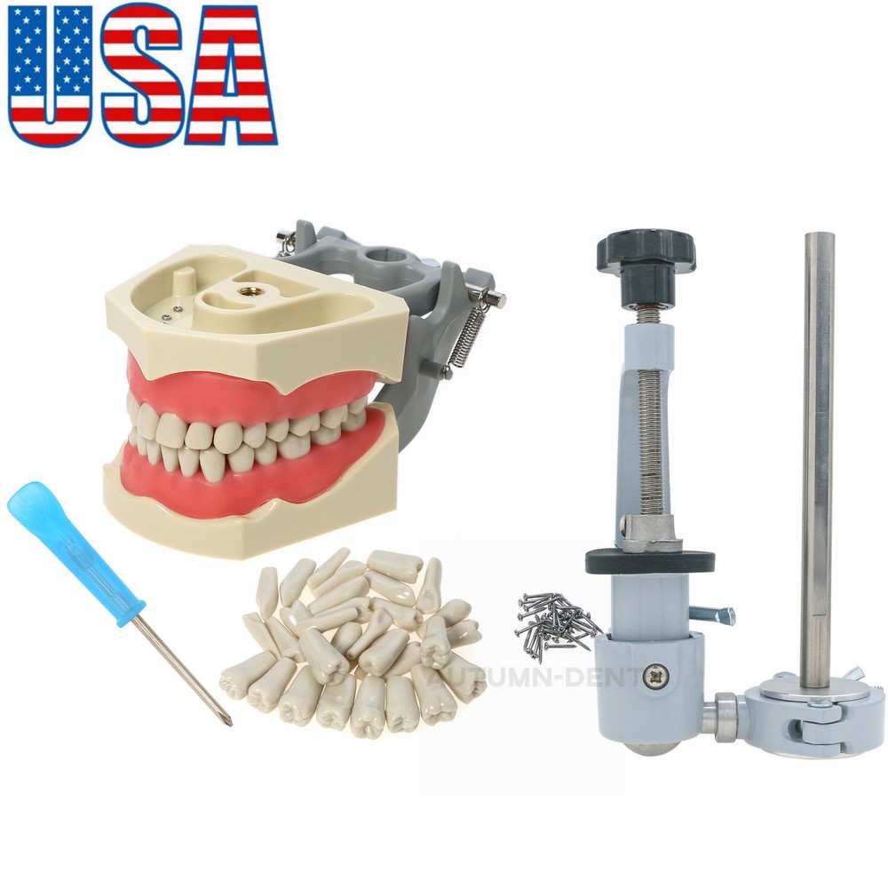 US Dental Typodont Model for Columbia 860 32Pcs Teeth Model Remove Mounting Pole