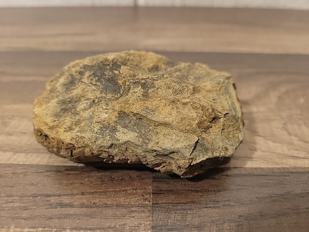 ONE Trilobite Fossil as pictured