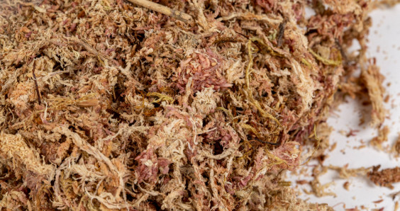 2qt Sphagnum Moss