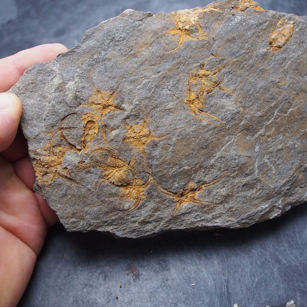 Edrioasteroid Protaster sp. Echinoderms Ordovician Fossil Fossilien