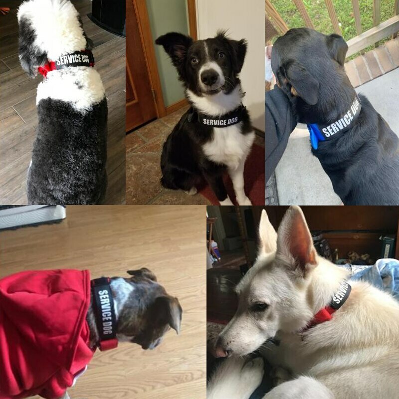 SERVICE DOG Collar Harness with Handle and Reflective Patches + 3 Free ADA Cards