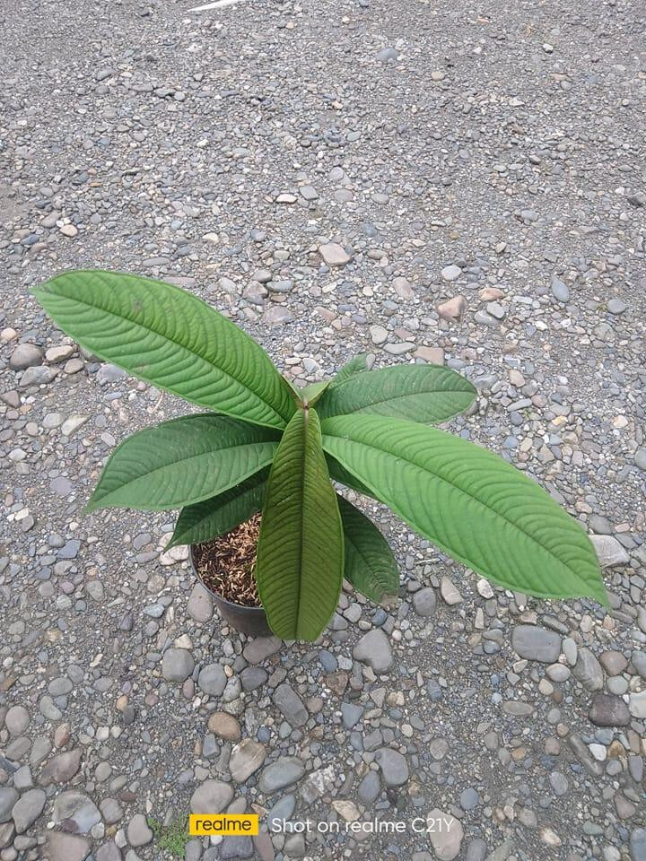 Syzygium Jiewhoei