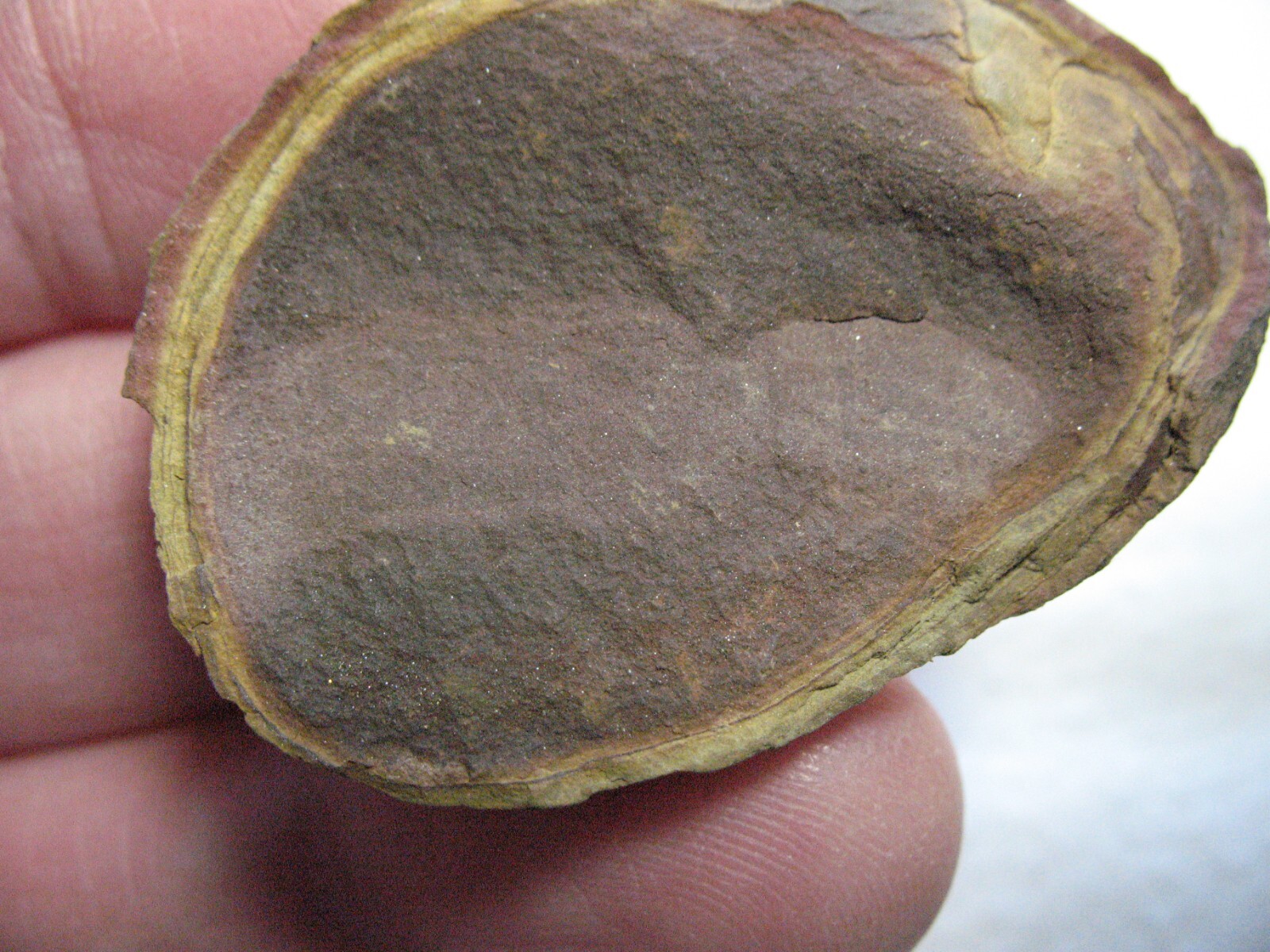 Pennsylvanian Carboniferous Mazon Creek fossil - Mazoglossus acorn worm #8