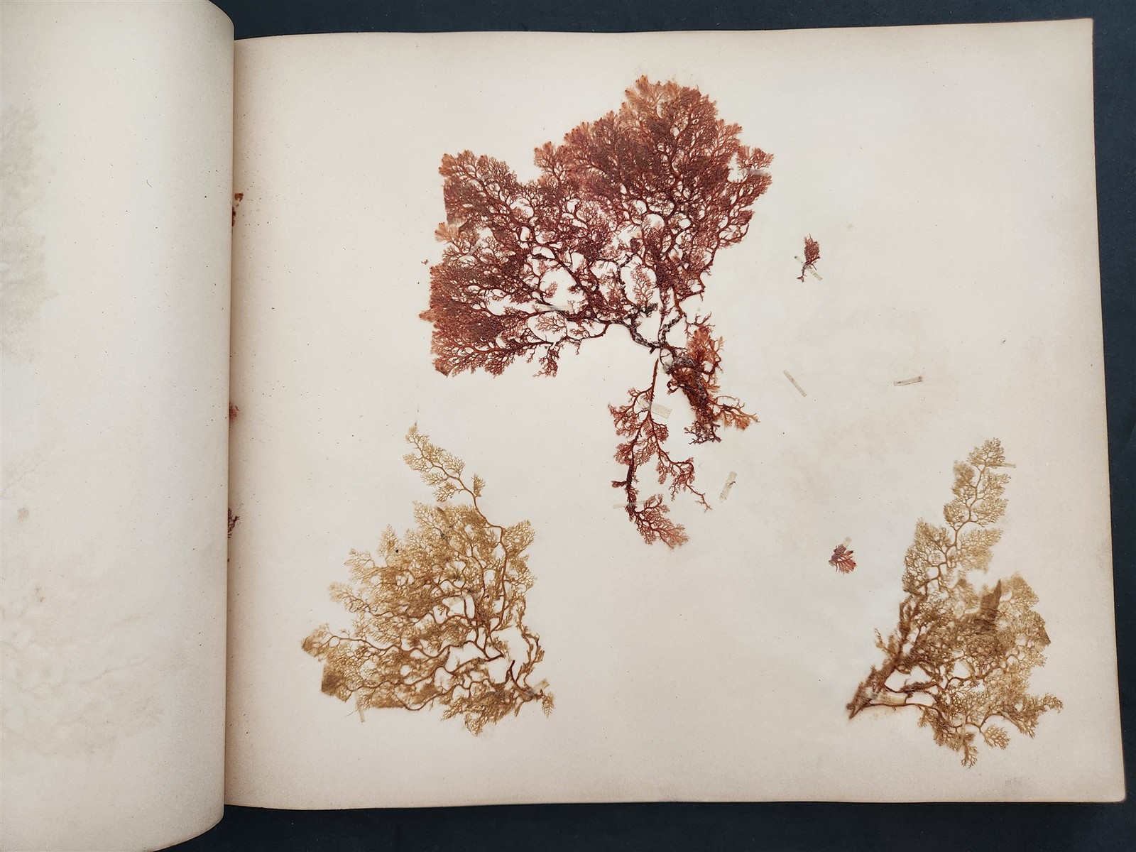 1883 antique SEAWEED pressed ALBUM monterey ca EUGENIE PHILLIPS specimen book