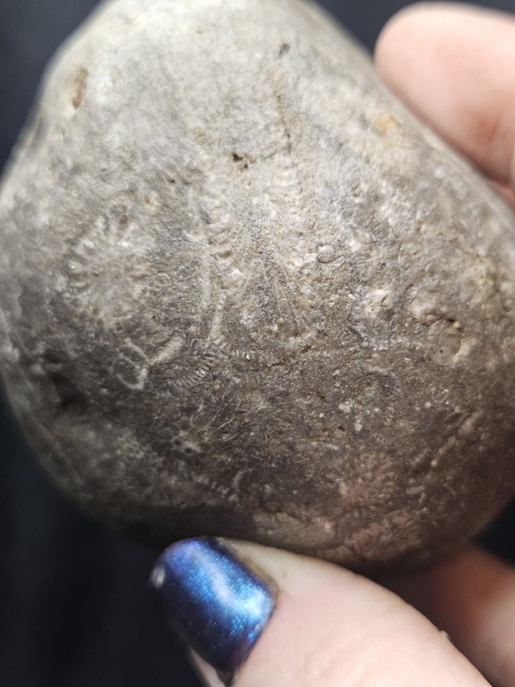 Fossilized Shell Concretion Specimen (14.8oz)