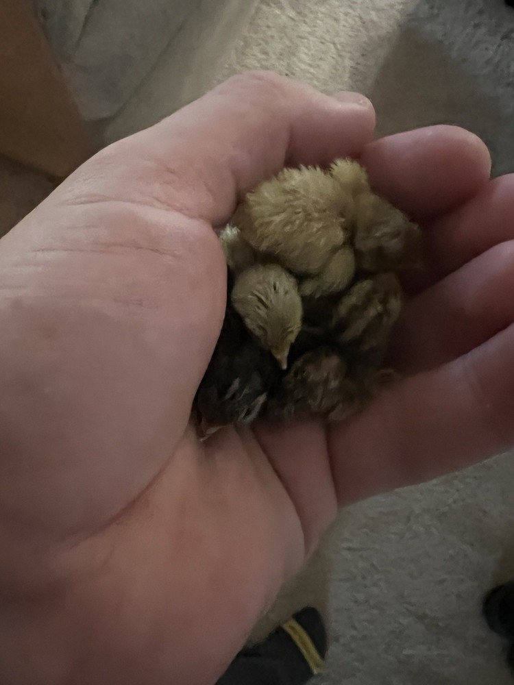 Button Quail Hatching Eggs 16 Eggs