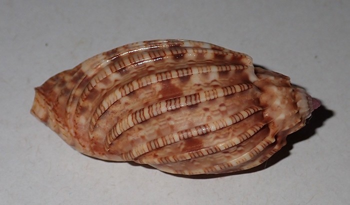 52 mm GREAT PATTERN Harpa Amouretta Harp Seashell #AK2 From Java Island