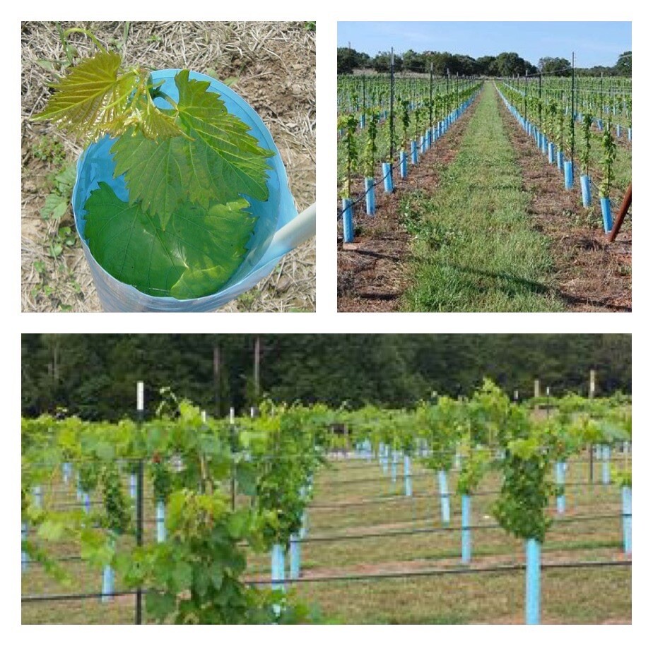 Blue-X Grow Tubes, 24” Grow Tube Box Of 100