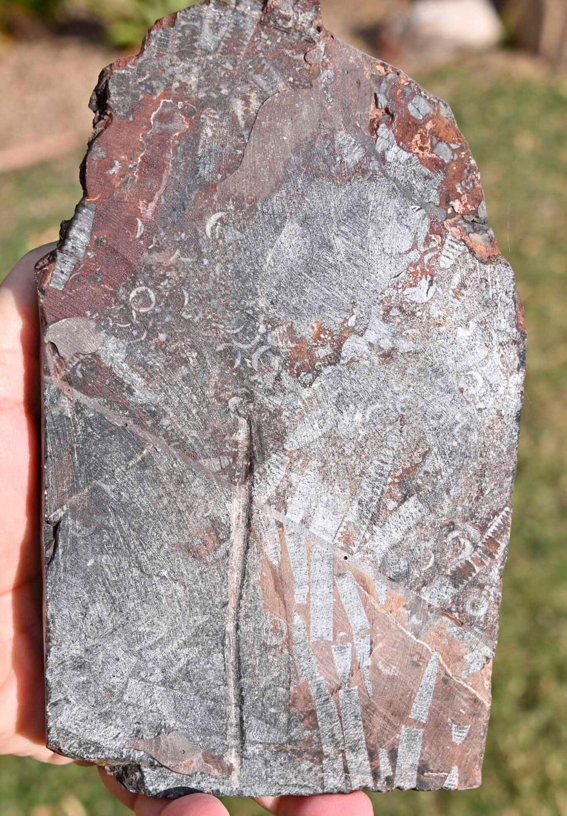 All Natural Silurian Crinoid, Scyphocrinites, Erfoud, Morocco #2